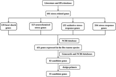 Identification of key Genes and Pathways Associated With Thermal Stress in Peripheral Blood Mononuclear Cells of Holstein Dairy Cattle